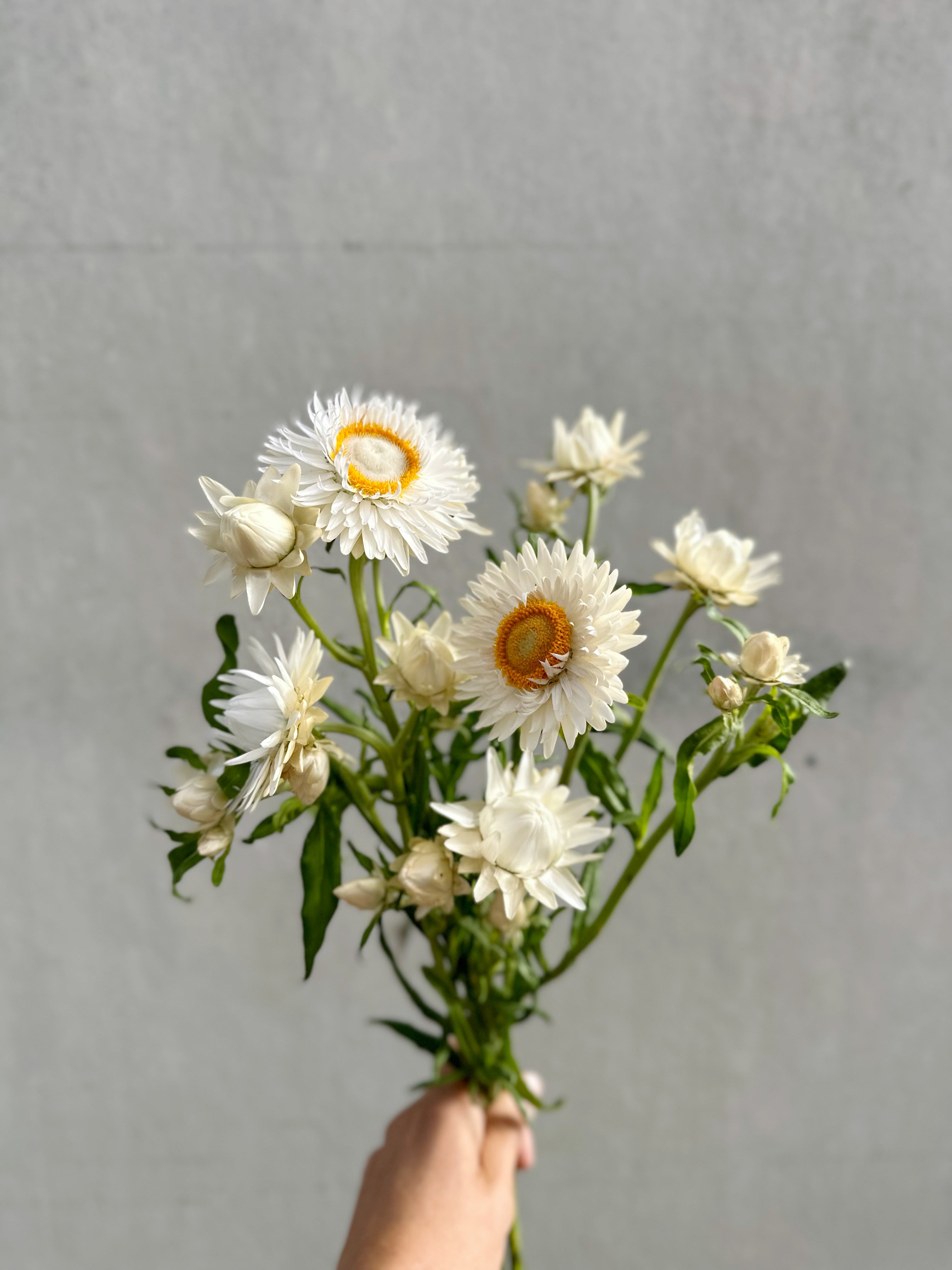 Cut Flower Strawflower Seedling Pack