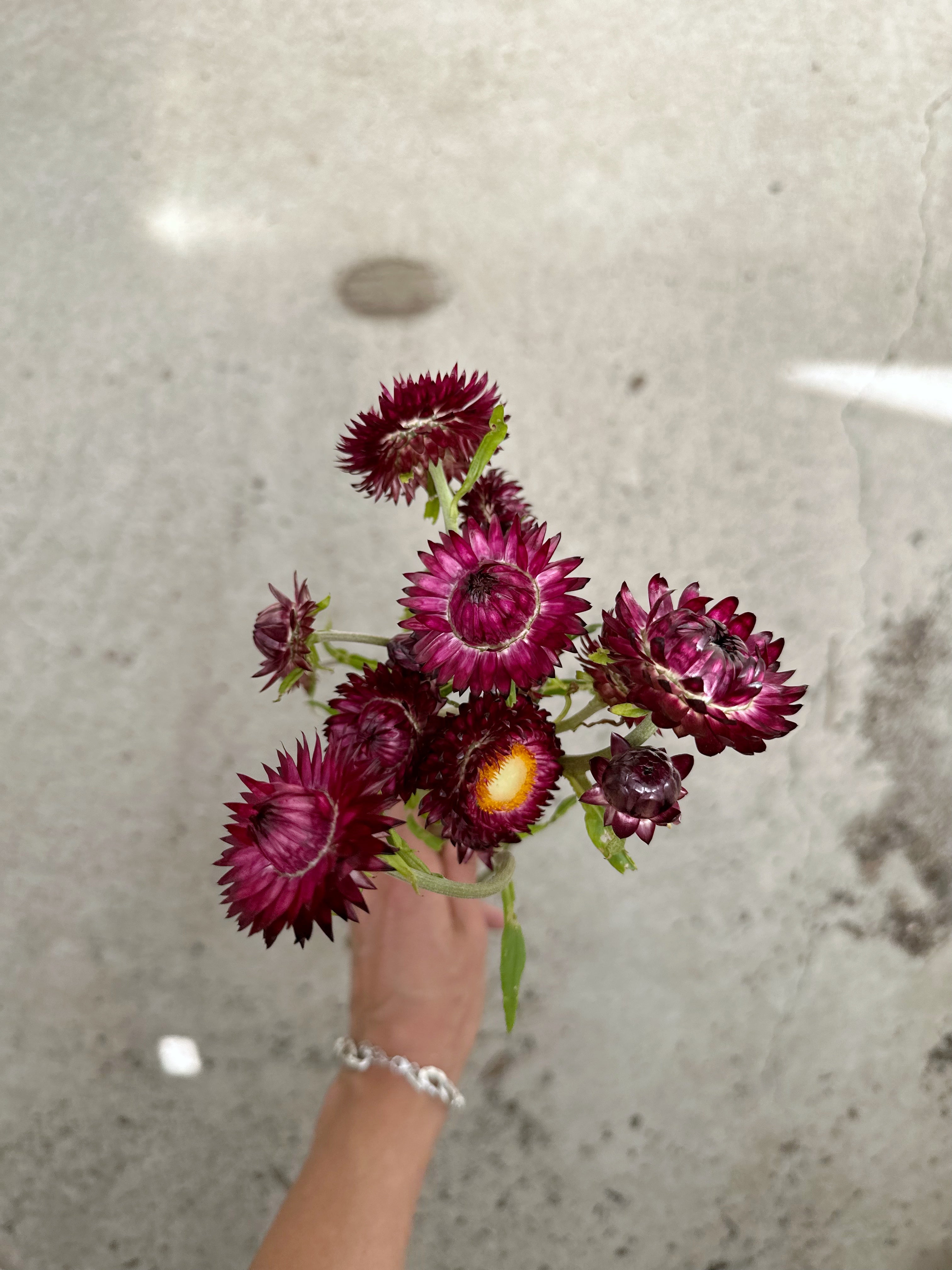 Cut Flower Strawflower Seedling Pack