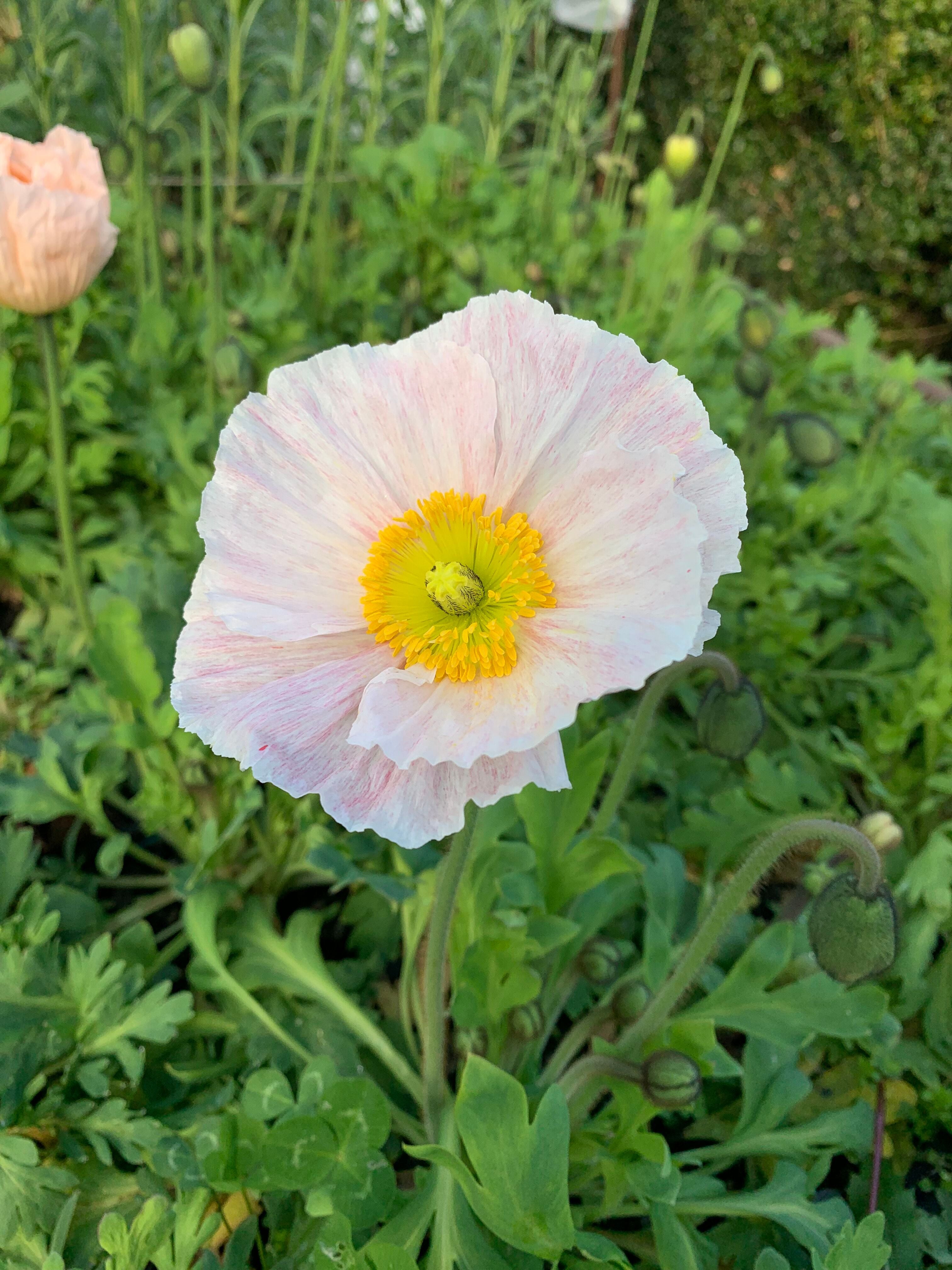 Cut Flower Icelandic Poppy Matilda Pastels Seedling Pack