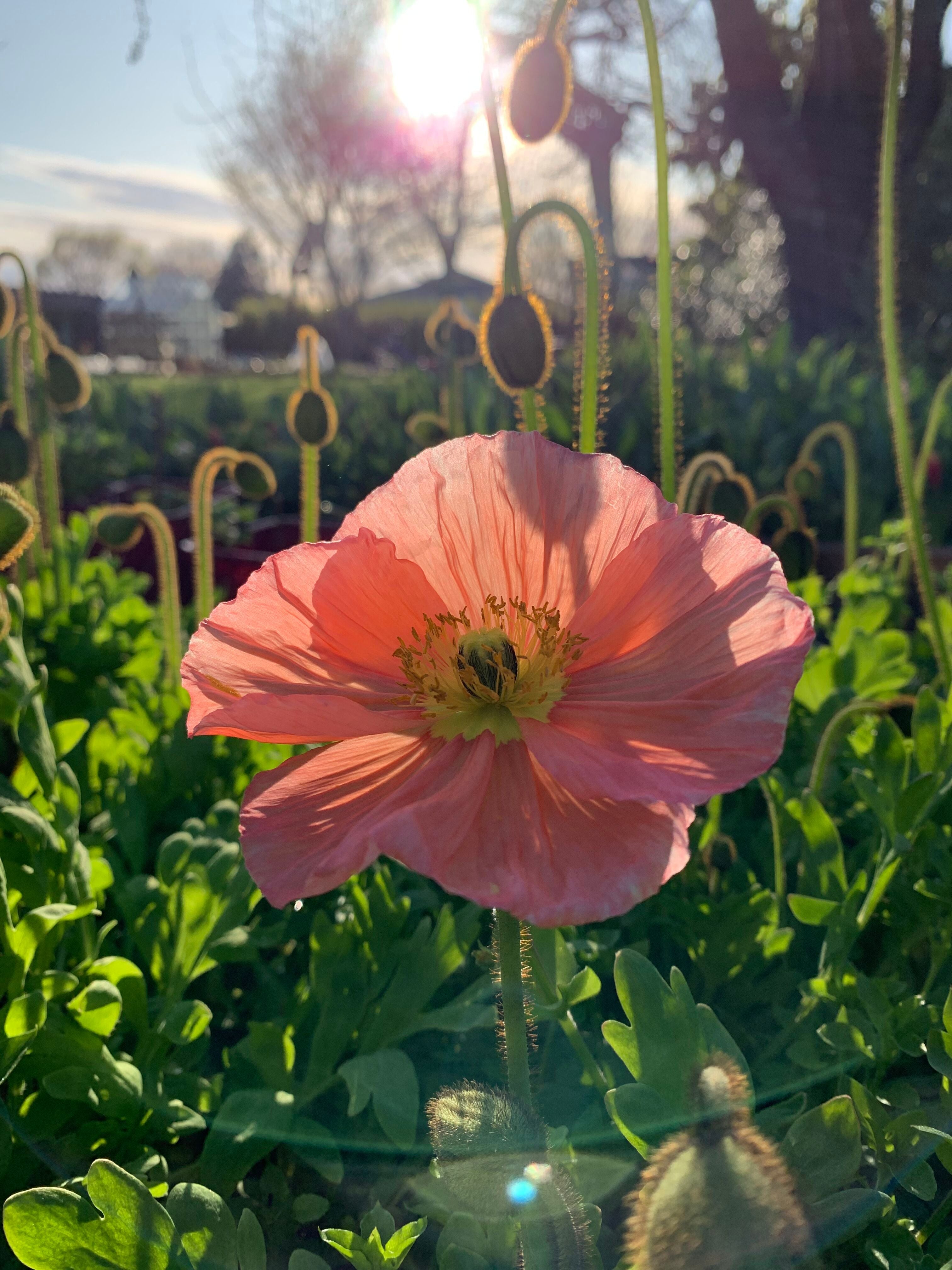 Cut Flower Icelandic Poppy Matilda Pastels Seedling Pack