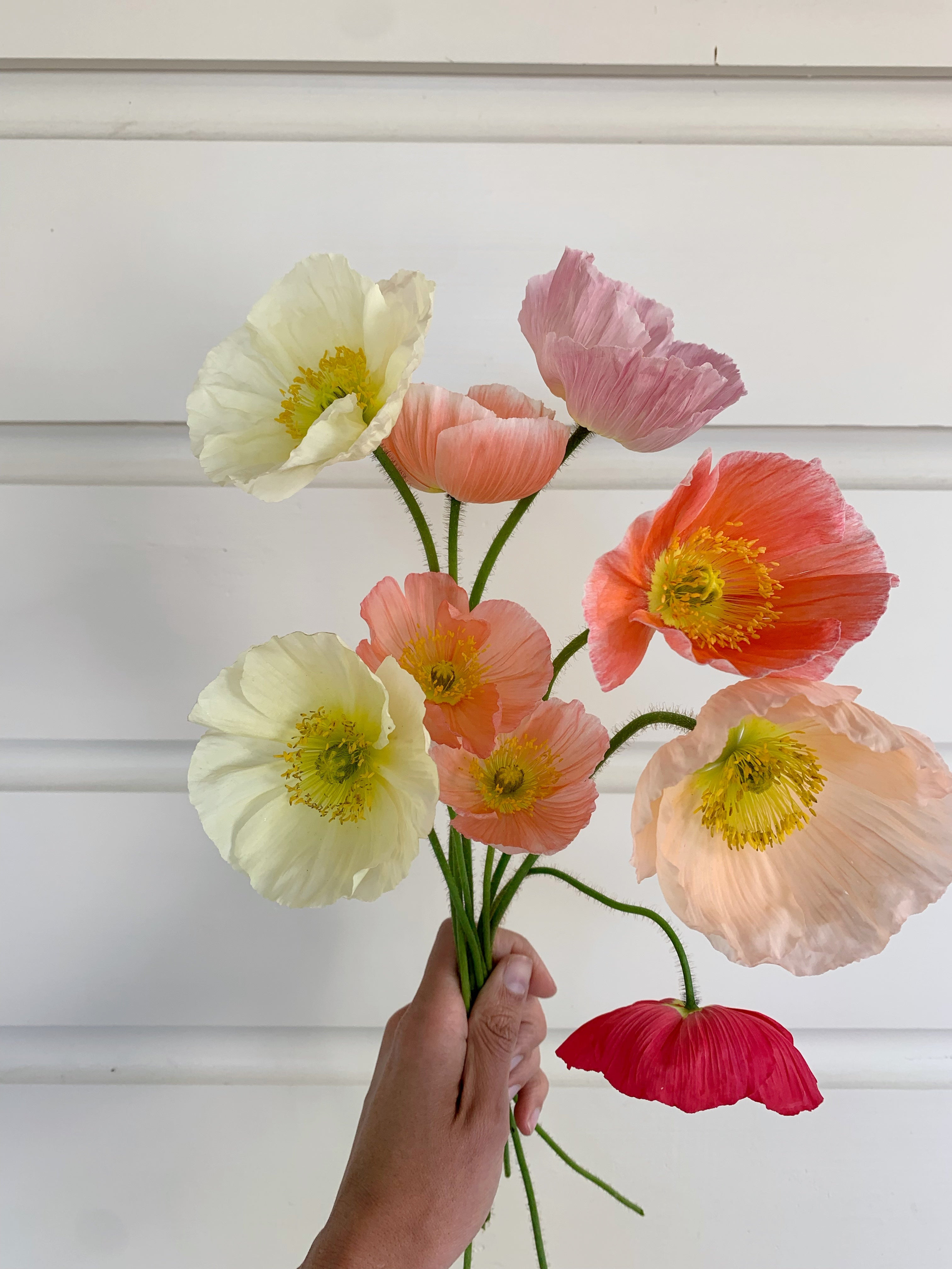 Cut Flower Icelandic Poppy Matilda Pastels Seedling Pack