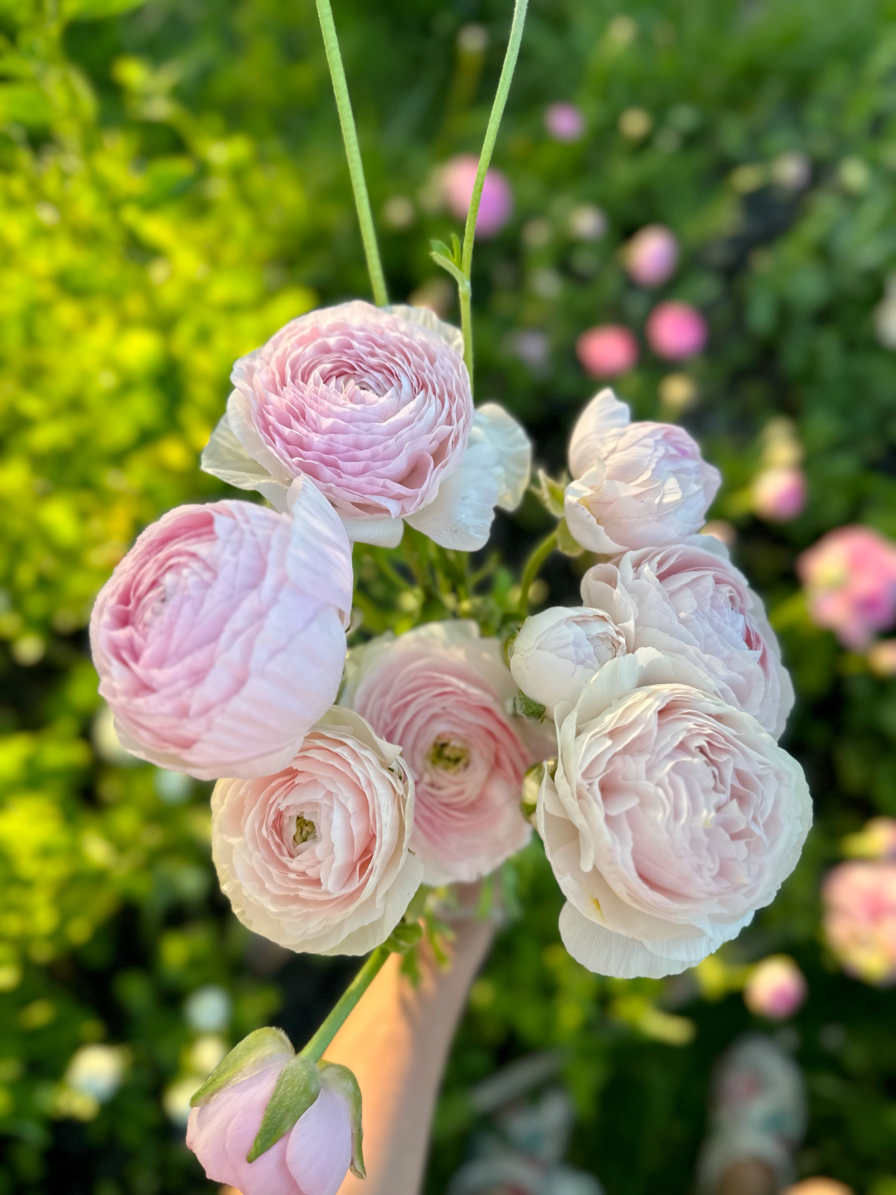 Cut Flower Ranunculus French Chamellow Seedling Pack