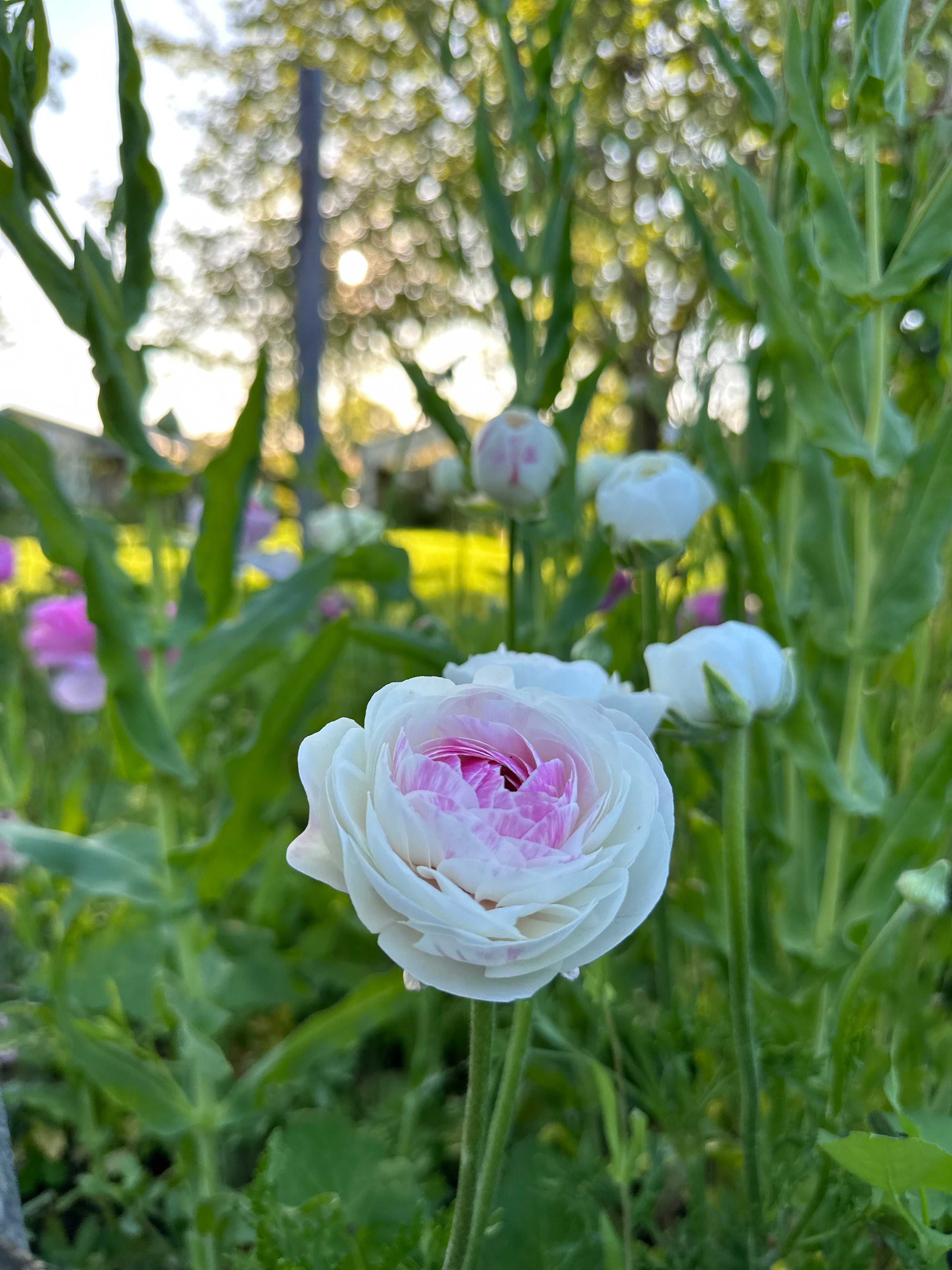 Cut Flower Ranunculus French Porcelain Seedling Pack