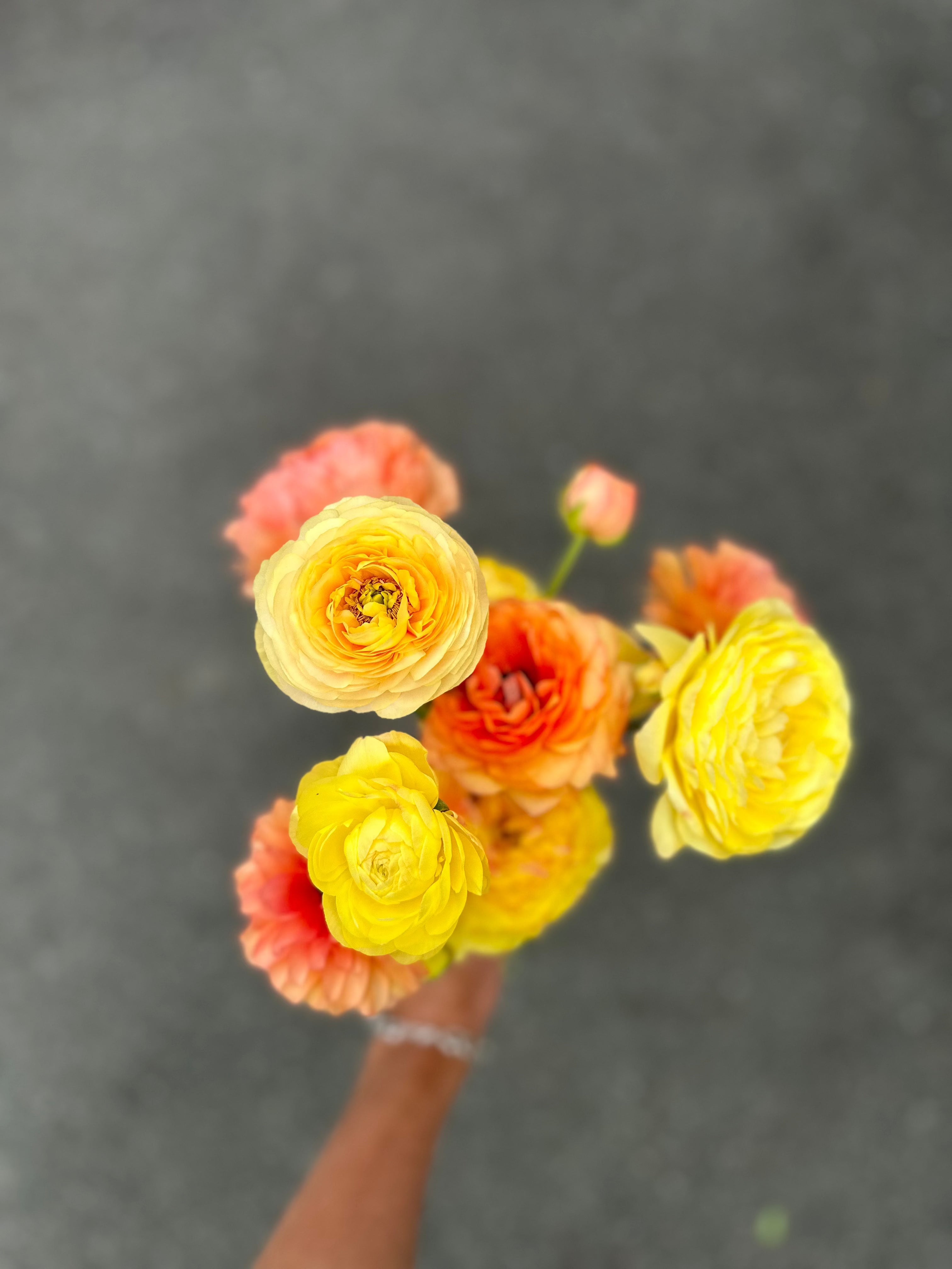 Cut Flower Ranunculus French Lemon Pastel Seedling Pack