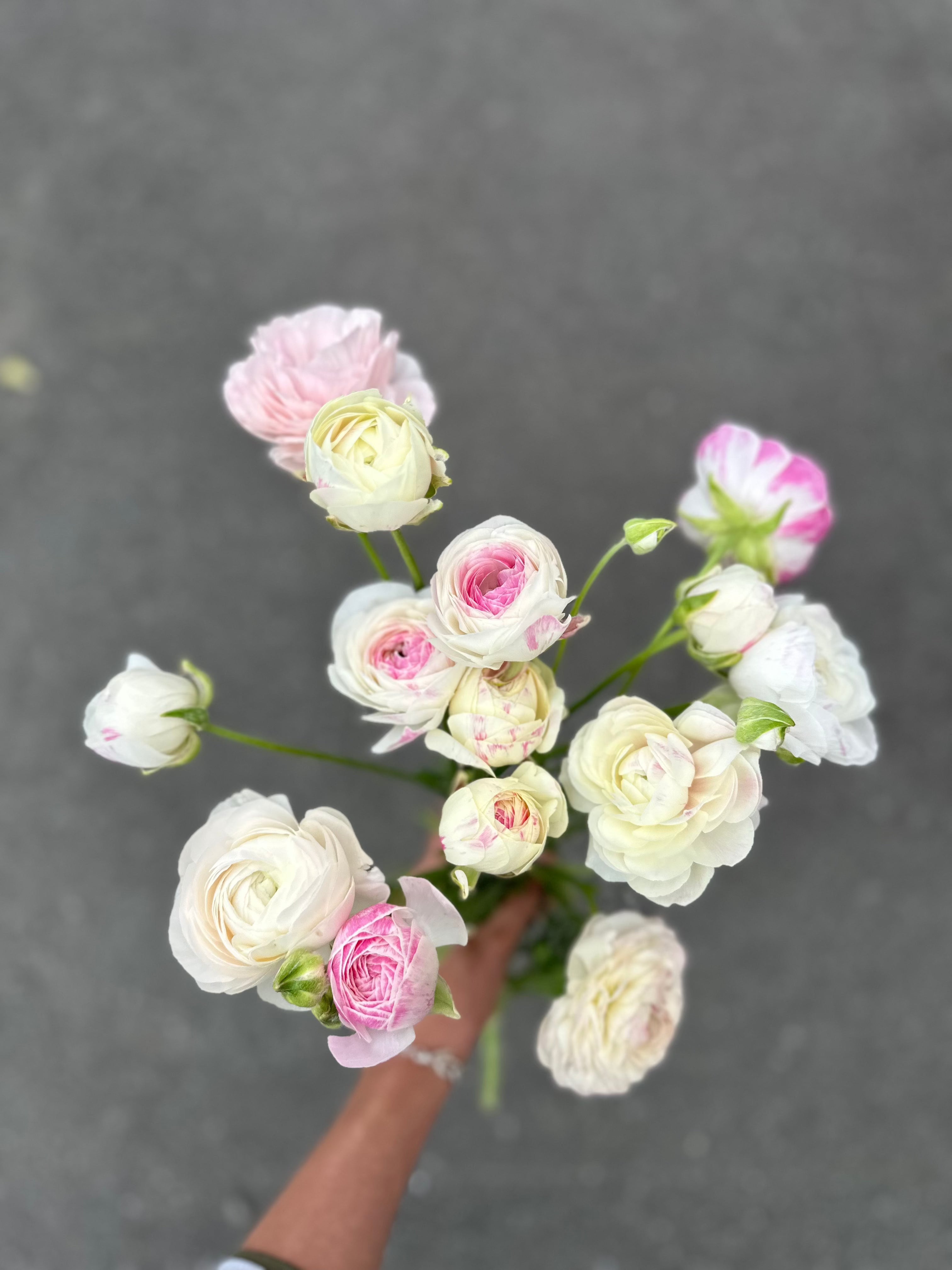 Cut Flower Ranunculus French Porcelain Seedling Pack