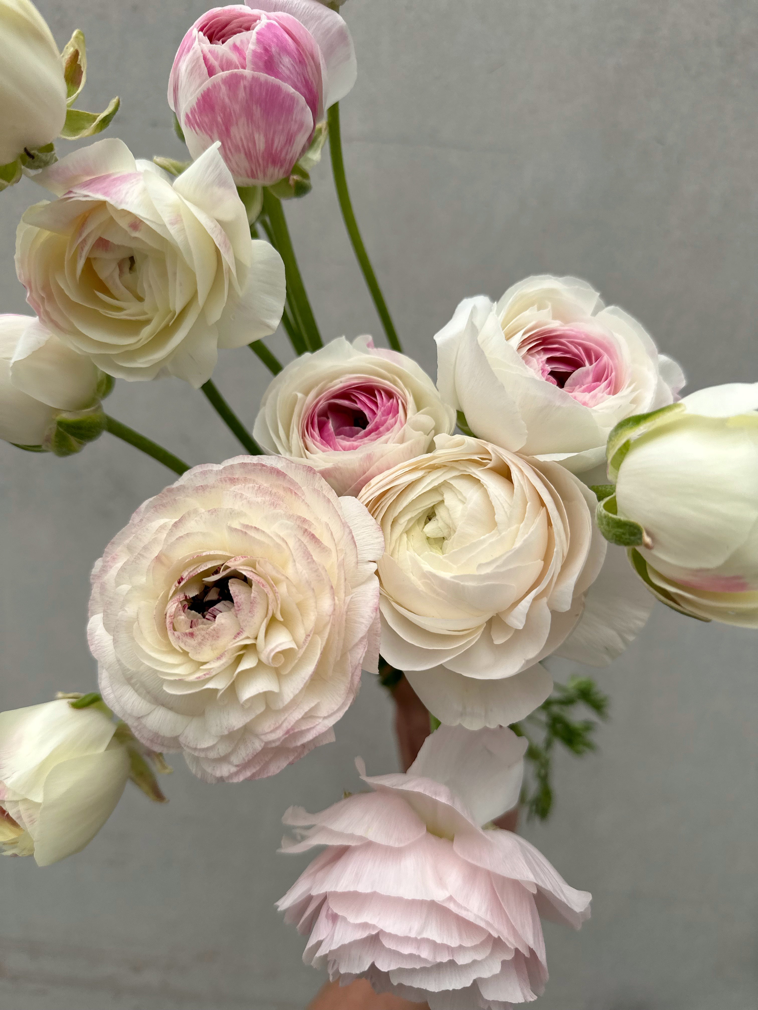Cut Flower Ranunculus French Porcelain Seedling Pack