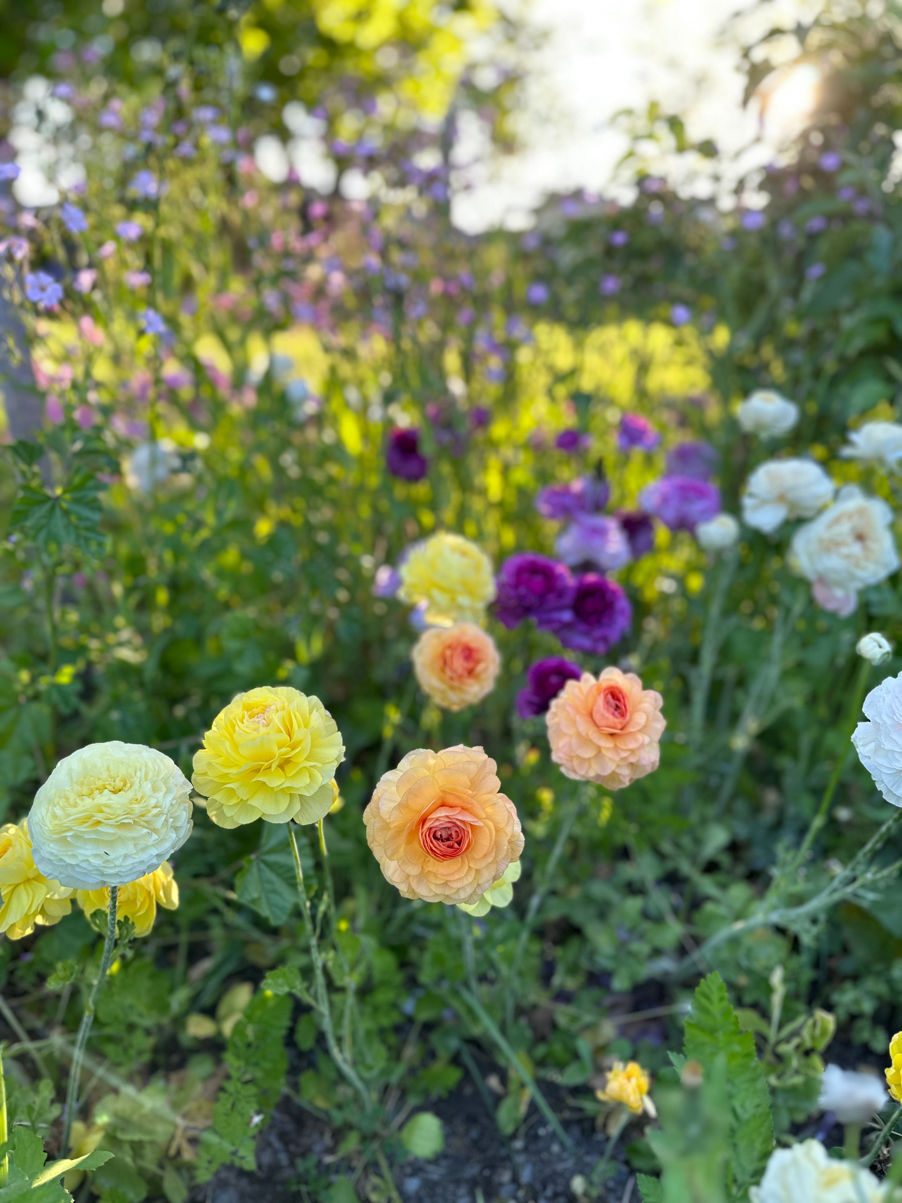 Cut Flower Ranunculus French Lemon Pastel Seedling Pack