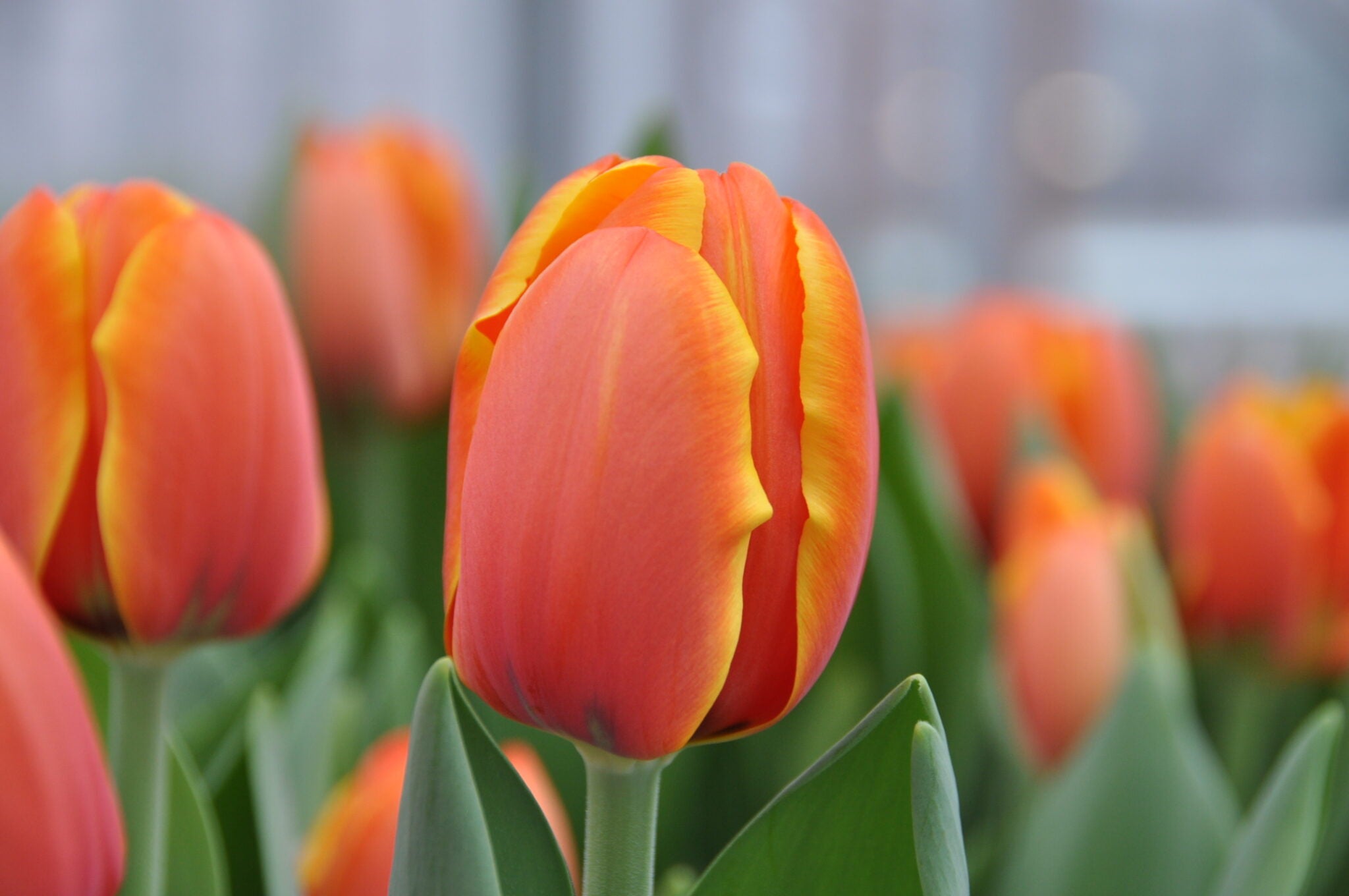 Tulip Triple A